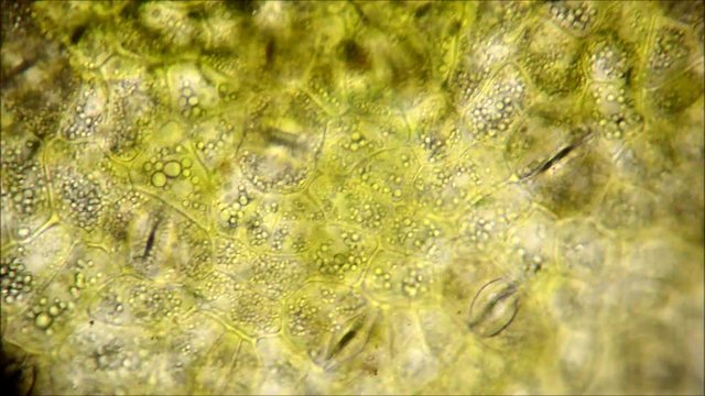 Leaf stomata under the microscope