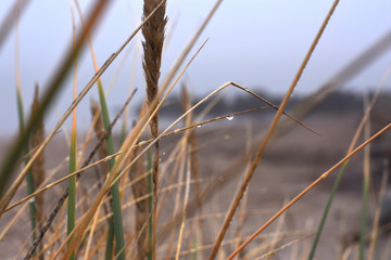 Tau im Schilf am Strand