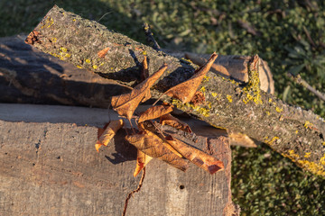 winter scene fallen leaf moss wood and firewood