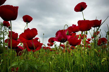 Obraz premium Close view of Common poppy field from downward