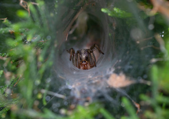 Close up to a spider waiting for hunting in its web