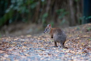kangaroo © Maciej