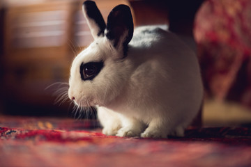 black and white pet rabbit sitting on a persian rug