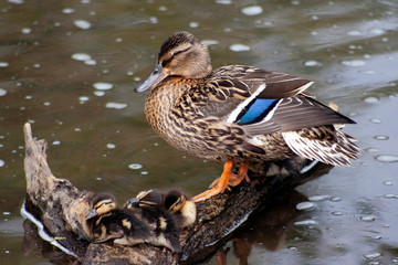 Duck's family cruise