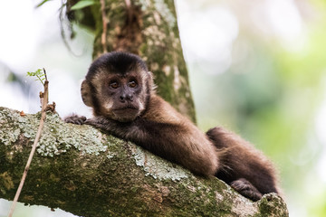 Macaco prego fotografado no horto florestal de São Paulo, Brasil