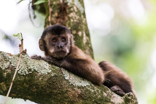 Macaco prego fotografado no horto florestal de S&atilde;o Paulo, Brasil