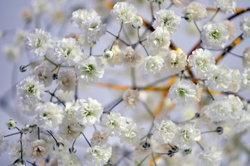 white beautiful little flowers