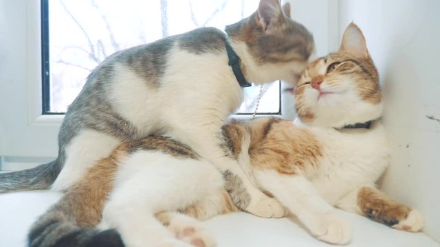 funny video cat. cats lick each other kitten. slow motion video. Cats grooming and licking each other lifestyle. pet a cute video