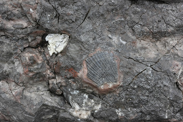 Fossilized sea shell imprint in the rock. Ancient coral reef in the Novy Sviet, Crimea.