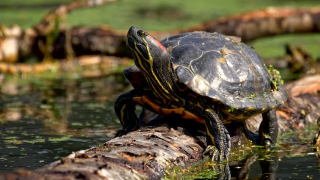 Red-eared slider terrapin 