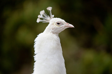 Closeup of the head of a white peacock
