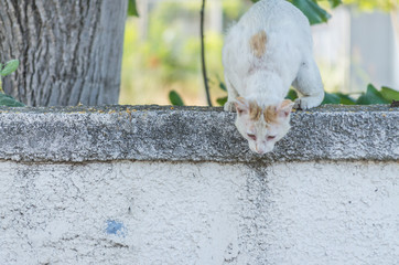 White cat on the wall