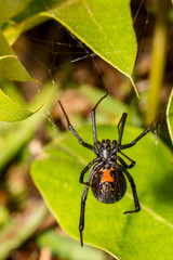 Black Widow Spider (Latrodectus mactans)