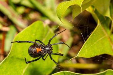 Black Widow Spider (Latrodectus mactans)