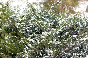 juniper in the snow