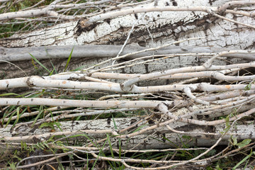 bare branches of a poplar