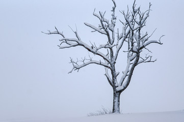 Schneebedeckter Baum auf der Schwäbischen Alb
