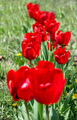 Red tulips close-up illuminated by the sun