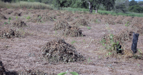 fresh peanuts piles on peanut farm in the Gambia