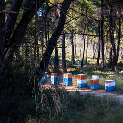 Fototapeta na wymiar The traditional way of beekeeping on the island of Skopelos, Greece. Colored beehives installed on a country road in a coniferous forest