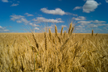  Country life. Wheat field. Ukraine.
