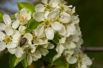Pear blossom in April. White flowers of fruit tree. Oxythyrea funesta.
