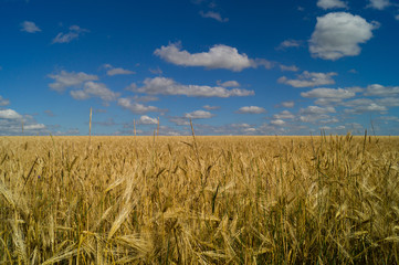  Country life. Wheat field. Ukraine.