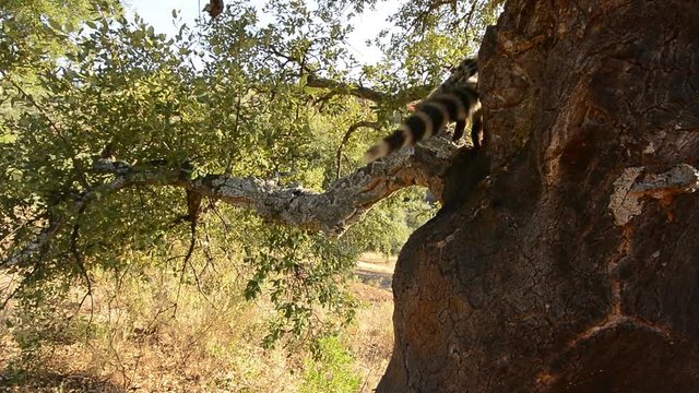 genet backlit on tree