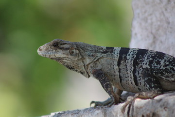 Iguana viendo al horizonte en el caribe mexicano