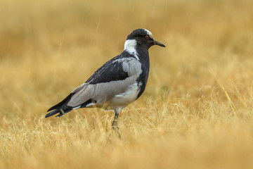 Fototapeta premium Blacksmith lapwing in the rain
