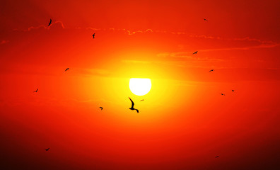 sun rise with birds