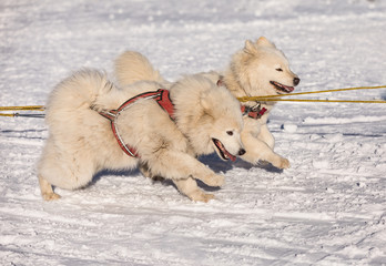 Samoyed sled dog team at work, Samoyed sled dogs running on a snowy wilderness road. Sledding with husky dogs in winter czech countryside.