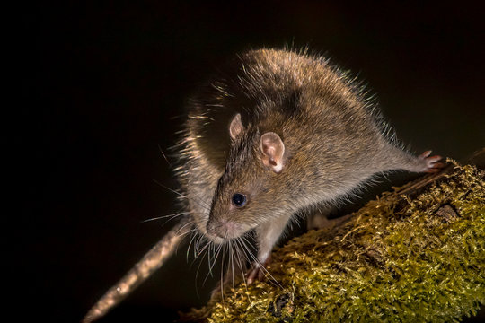 Wild Brown rat at night