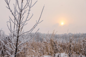 Frost-covered trees and bushes at sunset in winter