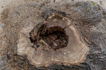 Trunk bored and worn by the years