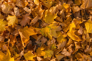 Field of maple leaves. Autumn carpet. Trees threw off foliage.