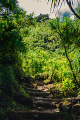 Natural path through the forest in Hawaii, US