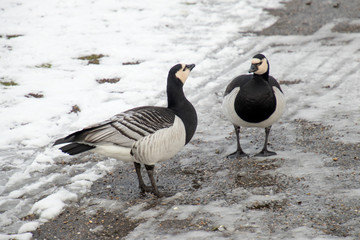 Goos in the snow