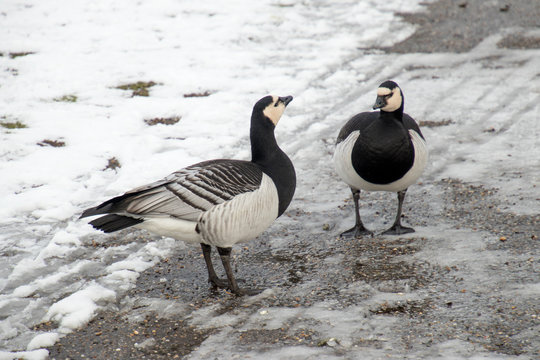 Goos in the snow