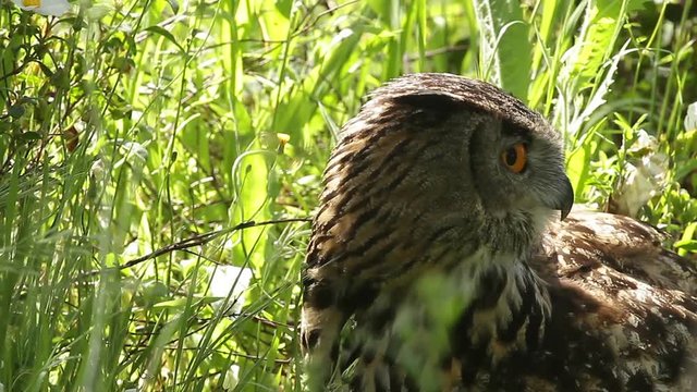 Royal Owl