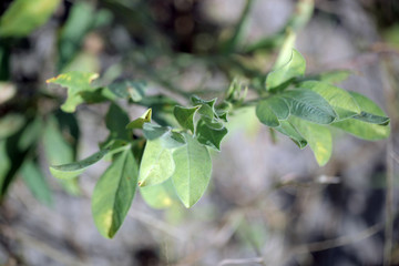 fresh peanuts plant on peanut farm in the Gambia