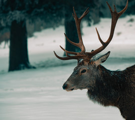 A beautiful red deer standing in front of a snowy landscape with a beautiful snowed background in the forest