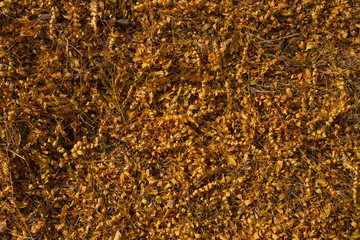 Field of fallen yellow leaves. Autumn carpet. Trees threw off foliage.  Autumn landscape. Honey locust (Gleditsia triacanthos), thorny locust.