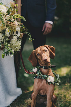 dog in a wedding