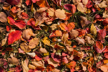 Field of leaves. Autumn carpet. Trees threw off foliage. Rhus cotinus, the European smoketree. Cotinus coggygria. Smoke bush, Venice sumach.