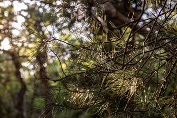 Pine branches close-up on a natural background. Copy of space, spring Sunny landscape.