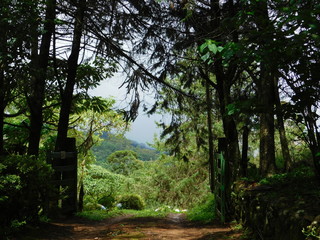 the gate in forest