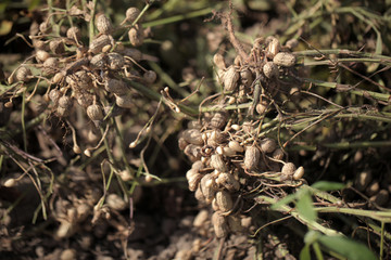 fresh peanuts on peanut farm in the Gambia