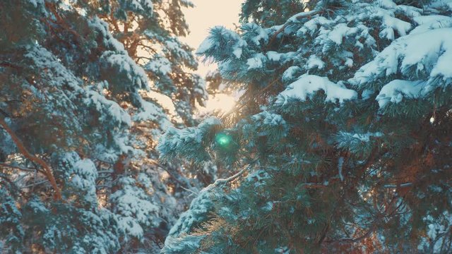 pine tree branch sunlight glare winter landscape during sunset. winter pine the sun forest in the snow sunlight movement. frozen frost Christmas New Year tree. concept new year winter. slow motion