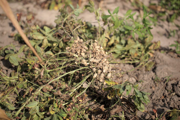fresh peanuts on peanut farm in the Gambia